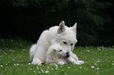 BERGER BLANC SUISSE - ADULTS ET PUPPIES 057